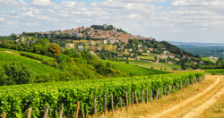 vignes-sancerre
